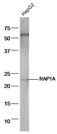 HepG2 cell lysates probed with Anti-RAP1A Polyclonal Antibody, Unconjugated (bs-1504R) at 1:300 in 4˚C. Followed by conjugation to secondary antibody (bs-0295G-HRP) at 1:5000 90min in 37˚C