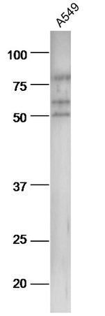 A549 cell lysates probed with Anti-pan-Cytokeratin Polyclonal Antibody, Unconjugated (bs-2190R) at 1:300 in 4˚C. Followed by conjugation to secondary antibody (bs-0295G-HRP) at 1:5000 90min in 37˚C.