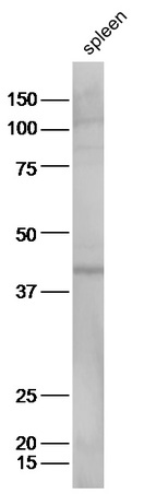 Mouse spleen lysates probed with Anti-Prostaglandin E Receptor EP2 Polyclonal Antibody, Unconjugated (bs-4196R) at 1:300 in 4˚C. Followed by conjugation to secondary antibody (bs-0295G-HRP) at 1:5000 90min in 37˚C.