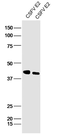 Transfected HeLa cell lysates probed with Anti-CSFV Envelope glycoprotein E2 Polyclonal Antibody, Unconjugated (bs-4527R) at 1:300 in 4˚C. Followed by conjugation to secondary antibody (bs-0295G-HRP) at 1:5000 90min in 37˚C.