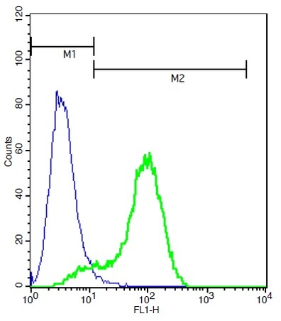 Human A549 lysates probed with Rabbit Anti-MAS1 Polyclonal Antibody, Unconjugated (bs-5925R) (green) at 1:50 for 40 minutes followed by a FITC conjugated secondary compared to control cells (blue).
