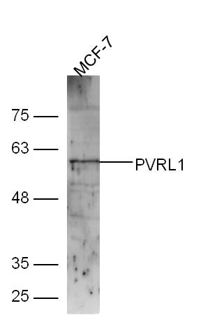 Lane 1: MCF-7 lysates probed with Rabbit Anti-Nectin1/CD111 Polyclonal Antibody, Unconjugated (bs-11126R) at 1:300 overnight at 4˚C. Followed by conjugation to secondary antibody (bs-0295G-HRP) at 1:5000 for 90 min at 37˚C.