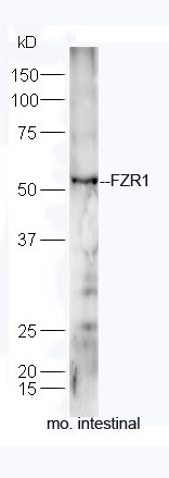 Mouse intestine lysates probed with Rabbit Anti-FZR1/CDC20C Polyclonal Antibody, Unconjugated (bs-13240R) at 1:300 overnight at 4˚C. Followed by a conjugated secondary antibody (bs-0295G-HRP) at 1:5000 for 90 min at 37˚C.