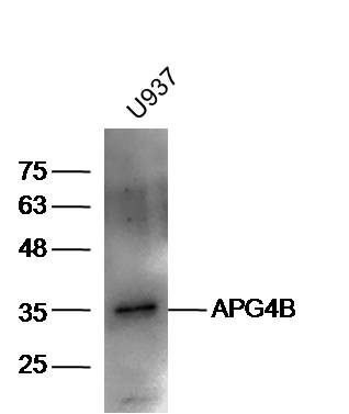 U937 lysates probed with Rabbit Anti-ATG4B Polyclonal Antibody, Unconjugated (bs-1384R) at 1:300 overnight at 4˚C. Followed by conjugation to secondary antibody (bs-0295G-HRP) at 1:5000 for 90 min at 37˚C.