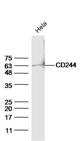 HeLa cell lysates probed with Anti-CD244(Tyr271) Polyclonal Antibody, Unconjugated (bs-5284R) at 1:300 overnight at 4˚C. Followed by conjugation to secondary antibody (bs-0295G-HRP) at 1:5000 for 90 min at 37˚C.\\n