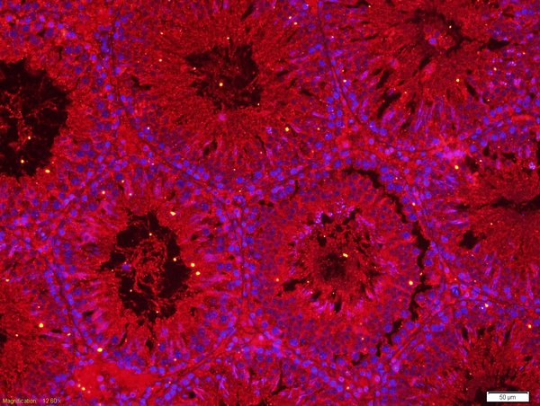paraformaldehyde-fixed, paraffin embedded rat testis tissue; Antigen retrieval with 0.01M citrate buffer, boiling for 15min; Block endogenous peroxidase by 3% hydrogen peroxide for 30 minutes; Blocking buffer (normal goat serum) at 37°C for 20min; Antibody incubation with Rabbit Anti-COMMD4 Polyclonal Antibody, Unconjugated (bs-8037R) at 1:200 overnight at 4°C, followed by a conjugated secondary and DAPI staining