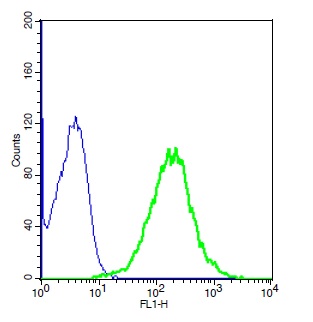 Human A549 cells probed with Rabbit Anti-LOX1 Polyclonal Antibody, Unconjugated (bs-2044R) (green) at 1:20 for 30 minutes followed by a FITC conjugated secondary antibody compared to unstained cells (blue).