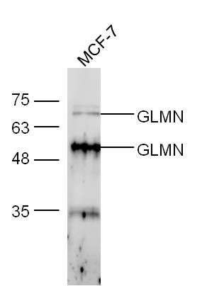 MCF-7 lysates probed with Anti-FK506 binding protein associated protein Polyclonal Antibody, Unconjugated (bs-7030R) at 1:300 overnight in 4˚C. Followed by conjugation to the secondary antibody (bs-0295G-HRP) at 1:5000 90min in 37˚C.