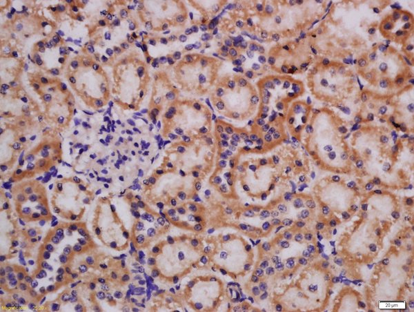 Formalin-fixed and paraffin embedded rat kidney labeled with Rabbit Anti-Lpin1 protein Polyclonal Antibody, Unconjugated (bs-0760R) at 1:200 followed by conjugation to the secondary antibody and DAB staining\\n
