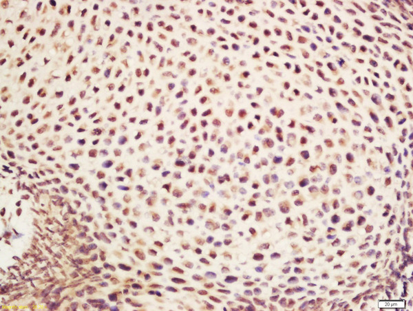 Formalin-fixed and paraffin embedded mouse embryo labeled with Rabbit Anti-NDUFA1 Polyclonal Antibody, Unconjugated (bs-3956R) at 1:200 followed by conjugation to the secondary antibody and DAB staining