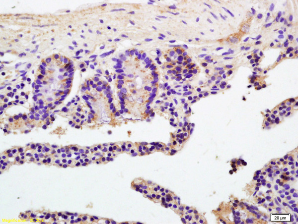 Formalin-fixed and paraffin embedded mouse colon labeled with Anti- ATP1b2\/Na+K+ATPase Polyclonal Antibody, Unconjugated (bs-1152R) at 1:200 followed by conjugation to the secondary antibody and DAB staining