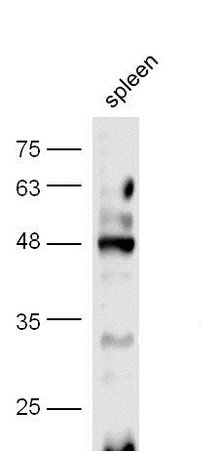 Mouse spleen lysate probed with Anti-CREB-1(Ser133) Polyclonal Antibody (bs-0036R) at 1:300 overnight in 4°C. Followed by conjugation to the secondary antibody (bs-0295G-HRP) at 1:5000 90min in 37°C.