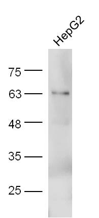HepG2 lysate probed with Anti-Adiponectin Polyclonal Antibody (bs-0471R) at 1:300 overnight in 4˚C. Followed by conjugation to the secondary antibody (bs-0295G-HRP) at 1:5000 90min in 37˚C.
