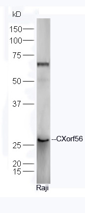 Human Raji cell lysates probed with Rabbit Anti-CXorf56 Polyclonal Antibody, Unconjugated (bs-9550R) at 1:300 overnight at 4˚C. Followed by a conjugated secondary antibody (bs-0295G-HRP) at 1:5000 for 90 min at 37˚C.