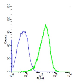 Human 293T cells probed with Rabbit Anti-TEM1/CD248 Polyclonal Antibody, Unconjugated (bs-2101R) (green) at 1:50 for 40 minutes followed by a conjugated secondary compared to control cells (blue).