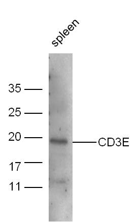 Mouse spleen lysate probed with Anti-CD3E Polyclonal Antibody, Unconjugated (bs-4815R) at 1:300 overnight at 4˚C. Followed by conjugation to secondary antibody (bs-0295G-HRP) at 1:5000 for 90 min at 37˚C.