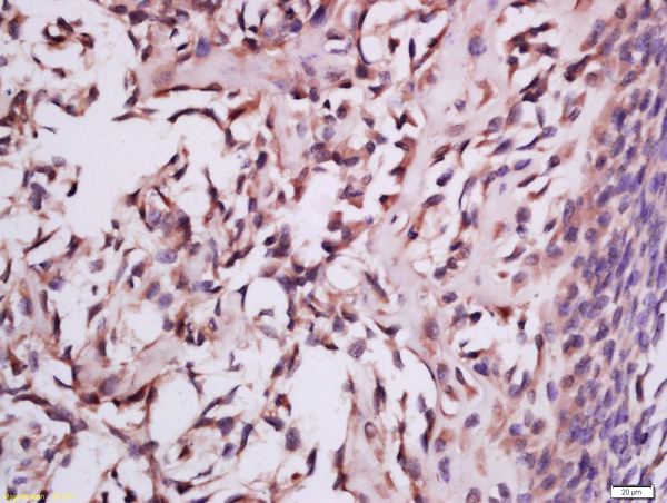 Formalin-fixed and paraffin embedded mouse embryo tissue labeled with Anti-MSRB2 Polyclonal Antibody, Unconjugated (bs-17861R) at 1:300 followed by conjugation to the secondary antibody and DAB staining