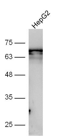 HepG2 cell lysate probed with Anti-GSDMA Polyclonal Antibody, Unconjugated (bs-16331R) at 1:300 overnight at 4˚C. Followed by conjugation to secondary antibody (bs-0295G-HRP) at 1:5000 for 90 min at 37˚C.