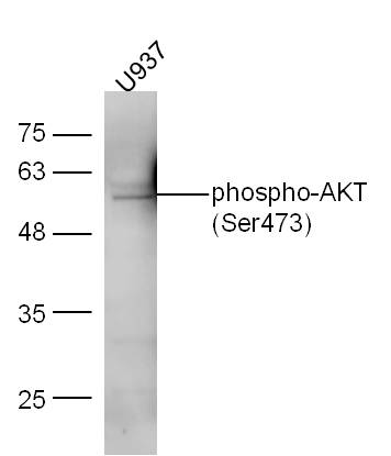 U937 cell lysates probed with Anti-AKT1\/2\/3 (Ser472\/Ser473\/Ser474) Polyclonal Antibody, Unconjugated (bs-0876R) at 1:300 overnight at 4˚C. Followed by conjugation to secondary antibody (bs-0295G-HRP) at 1:5000 for 90 min at 37˚C.