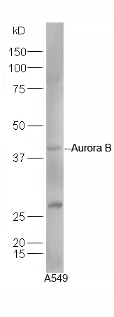 Human A549 cell lysates probed with Rabbit Anti-Aurora A+B+C Polyclonal Antibody, Unconjugated (bs-2445R) at 1:300 overnight at 4˚C. Followed by a conjugated secondary antibody (bs-0295G-HRP) at 1:5000 for 90 min at 37˚C.