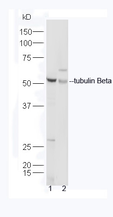 Lane 1:Mouse heart lysates; Lane 2: Human MCF7 cell lysates probed with Rabbit Anti-Tubulin Beta Polyclonal Antibody, Unconjugated (bs-4511R) at 1:300 overnight at 4˚C. Followed by a conjugated secondary antibody (bs-0295G-HRP) at 1:5000 for 90 min at 37˚C.