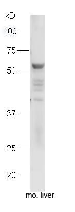 Mouse liver lysates probed with Fibrinogen alpha chain Polyclonal Antibody, Unconjugated (bs-7548R) at 1:300 overnight at 4˚C. Followed by a incubation with a conjugated secondary antibody (bs-0295G-HRP) at 1:5000 for 90 min at 37˚C.