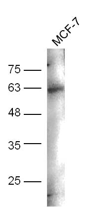 MCF-7 cell lysates probed with Anti-CD244(Tyr271) Polyclonal Antibody, Unconjugated (bs-5284R) at 1:300 overnight at 4˚C. Followed by conjugation to secondary antibody (bs-0295G-HRP) at 1:5000 for 90 min at 37˚C.