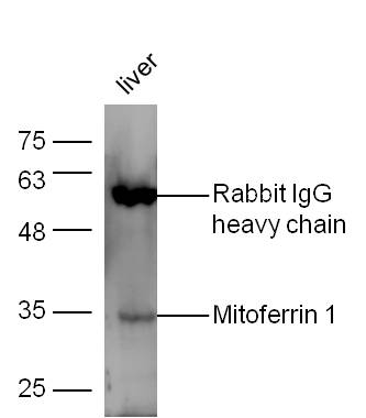Mouse liver lysates probed with Anti-Mitoferrin 1 Polyclonal Antibody, Unconjugated (bs-9523R) at 1:300 overnight at 4˚C. Followed by conjugation to secondary antibody (bs-0295G-HRP) at 1:5000 for 90 min at 37˚C.