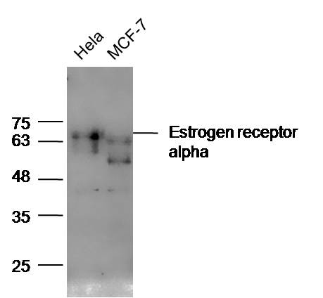 Lane 1: HeLa lysates Lane 2: MCF7 lysates probed with Anti-Estrogen receptor alpha Polyclonal Antibody, Unconjugated (bs-0253R) at 1:300 overnight at 4˚C. Followed by conjugation to secondary antibody (bs-0295G-HRP) at 1:5000 for 90 min at 37˚C.