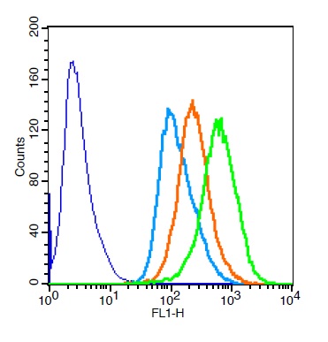 HeLa cells probed with Rabbit Anti-COX4 Polyclonal Antibody (bs-R) at 1:20 for 30 minutes followed by incubation with Goat Anti-Rabbit IgG conjugated secondary FITC (bs-0295G-FITC) at 1:100 (green) for 40 minutes compared to control cells (blue), secondary only (light blue) and isotype control (orange).\n