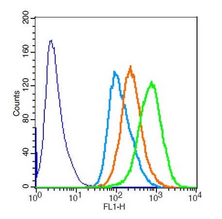 Hela cells probed with Rabbit Anti-SMC1 (Ser360) Polyclonal Antibody (bs-3406R) at 1:20 for 30 minutes followed by incubation with Goat Anti-Rabbit IgG FITC conjugated secondary (bs-0295G-FITC) at 1:100 (green) for 40 minutes compared to control cells (blue), secondary only (light blue) and isotype control (orange).\n
