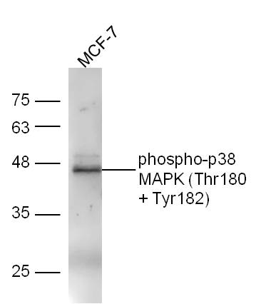 Human MCF7 lysates probed with Rabbit Anti-p38 MAPK (Thr180+Tyr182) Polyclonal Antibody, Unconjugated (bs-2210R) at 1:300 overnight at 4˚C. Followed by a conjugated secondary antibody (bs-0295G-HRP) at 1:5000 for 90 min at 37˚C.