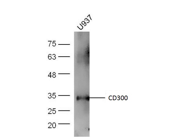 Human U937 lysates probed with CD300A/C Polyclonal Antibody, Unconjugated (bs-9202R) at 1:300 overnight at 4˚C. Followed by a conjugated secondary antibody (bs-0295G-HRP) at 1:5000 for 90 min at 37˚C.