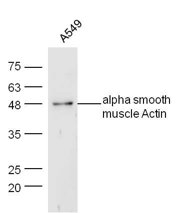 Human A549 lysates probed with Pan-Actin Polyclonal Antibody, Unconjugated (bs-10196R) at 1:300 overnight at 4˚C. Followed by a conjugated secondary antibody (bs-0295G-HRP) at 1:5000 for 90 min at 37˚C.