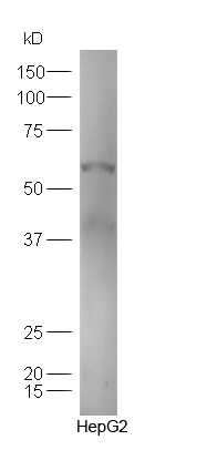 Human HepG2 lysates probed with Anti-TXA2R Polyclonal Antibody, Unconjugated (bs-10060R) at 1:300 in 4˚C. Followed by conjugation to secondary antibody (bs-0295G-HRP) at 1:5000 90min in 37˚C.