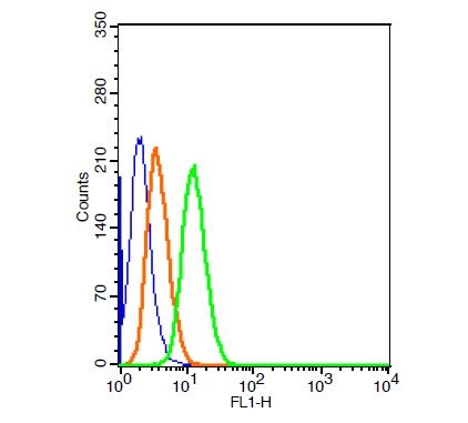 Human HepG2 cells probed with Rabbit Anti-bFGF Polyclonal Antibody (bs-0217R-FITC) at 1:50 for 40 minutes (green) compared to control cells (blue) and isotype control (orange)