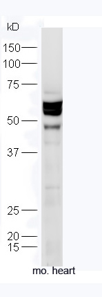 Mouse heart lysates probed with Anti-TXA2R Polyclonal Antibody, Unconjugated (bs-10060R) at 1:300 in 4˚C. Followed by conjugation to secondary antibody (bs-0295G-HRP) at 1:5000 90min in 37˚C.