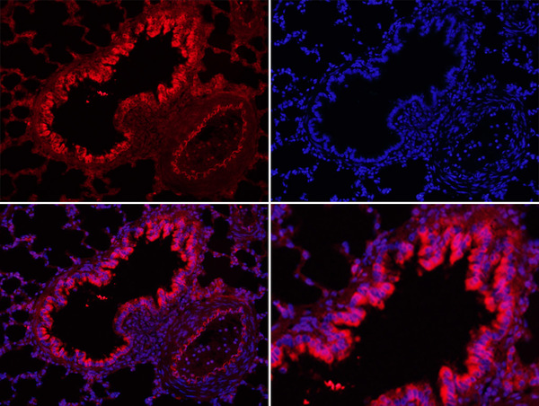 Formalin-fixed and paraffin-embedded Rat Lung tissue labeled with KLF2 Polyclonal Antibody, Cy5 Conjugated (bs-2772R-Cy5) at 1:200 for 40 minutes at 37°C.
