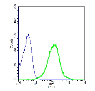 Human A549 cell lysates probed with Rabbit Anti-Aquaporin 4 Polyclonal Antibody, Unconjugated (bs-0634R) (green) at 1:20 for 30 minutes followed by a FITC conjugated secondary antibody compared to control cells (blue).