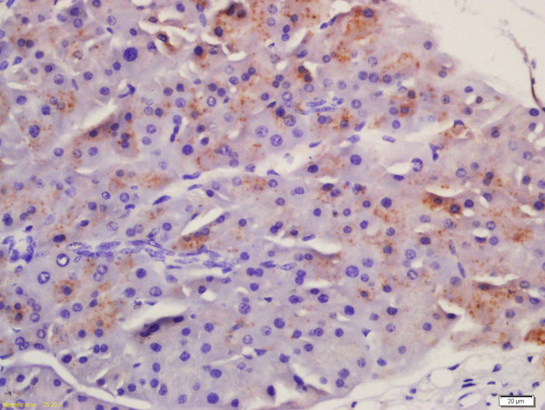 Formalin-fixed and paraffin embedded mouse pancreas labeled with Anti-Frizzled 5/8 Polyclonal Antibody, Unconjugated (bs-2930R) at 1:200 followed by conjugation to the secondary antibody and DAB staining.