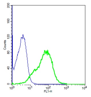 Human A549 cells probed with Rabbit Anti-Shh Polyclonal Antibody, Unconjugated (bs-1544R) (green) at 1:10 for 30 minutes followed by a FITC conjugated secondary antibody compared to control cells (blue).