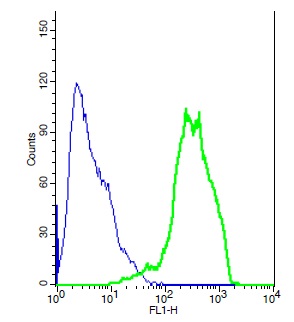 Human HeLA cells probed with Rabbit Anti-ENPP3/CD203c Polyclonal Antibody, Unconjugated (bs-1568R) (green) at 1:10 for 30 minutes followed by a FITC conjugated secondary antibody compared to control cells (blue).