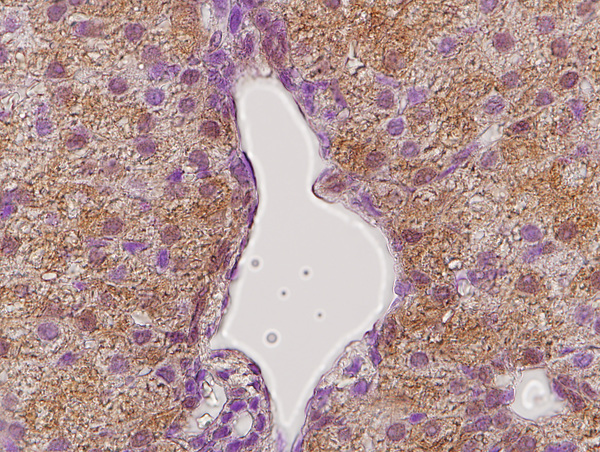 This image was generously provided by Brandon Menzies, PhD, from The University of Melbourne. Paraffin embedded tammar wallaby (Macropus eugenii) liver labeled with Rabbit Anti-GHR Polyclonal Antibody, Unconjugated (bs-0654R) at 1:300 followed by conjugation to a secondary antibody and staining.