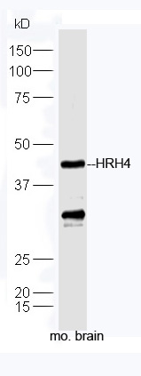 Mouse brain lysates probed with Anti-HRH4 Polyclonal Antibody, Unconjugated (bs-10993R) at 1:300 in 4˚C. Followed by conjugation to secondary antibody (bs-0295G-HRP) at 1:5000 90min in 37˚C.