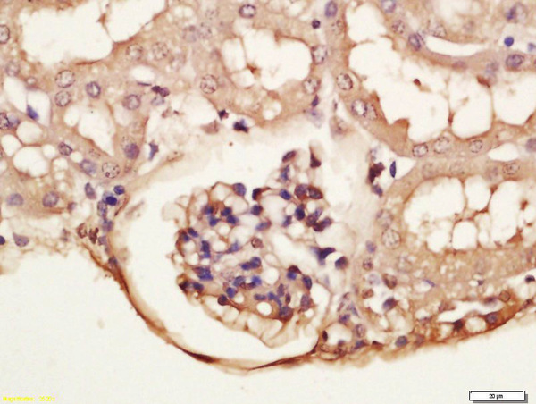 Formalin-fixed and paraffin embedded mouse kidney labeled with A Anti-phospho-GRLF1(Tyr1087) Polyclonal Antibody, Unconjugated (bs-16322R) at 1:200 followed by conjugation to the secondary antibody and DAB staining.