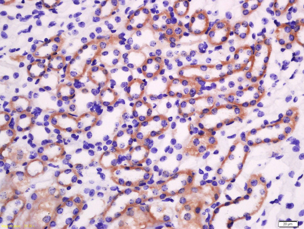 Formalin-fixed and paraffin embedded mouse kidney labeled with Rabbit Anti-Granzyme A Polyclonal Antibody, Unconjugated (bs-2578R) at 1:200 followed by conjugation to the secondary antibody and DAB staining\n