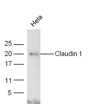 HeLa lysates probed with Rabbit Anti-Claudin 1 Polyclonal Antibody (bs-1428R) at 1:300 overnight at 4˚C. Followed by conjugation to secondary antibody (bs-0295G-HRP) at 1:5000 for 90 min at 37˚C.