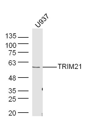 Human U937 lysates probed with Rabbit Anti-TRIM21 Polyclonal Antibody, Unconjugated (bs-0635R) at 1:300 overnight at 4˚C. Followed by conjugation to secondary antibody (bs-0295G-HRP) at 1:500 for 90 min at 37˚C.