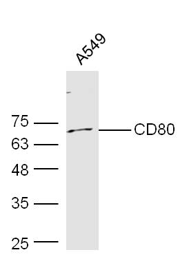 Human A549 probed with Rabbit Anti-CD80 Polyclonal Antibody, Unconjugated (bs-1479R) at 1:300 overnight at 4˚C. Followed by conjugation to secondary antibody (bs-0295G-HRP) at 1:500 for 90 min at 37˚C.