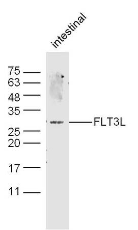 Mouse intestine probed with Rabbit Anti-FLT3L Polyclonal Antibody, Unconjugated (bs-10170R) at 1:300 overnight at 4˚C. Followed by conjugation to secondary antibody (bs-0295G-HRP) at 1:500 for 90 min at 37˚C.